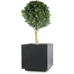 Pflanzwerk® Ultraflacher XL Pflanzenroller 38 Cm X 38 Cm 10 Pflanzwerk® Ultraflacher XL Pflanzenroller 38 Cm X 38 Cm -Gartengeschäft 4250871644681 11001500 6