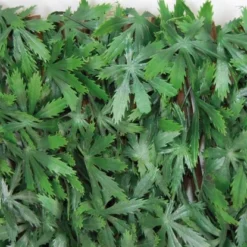 Tenax Künstliche Hecke Divy 3D X-Tens Acer Palmatum 1 M X 2 M Grün -Gartengeschäft 8002929125996 11018400 7