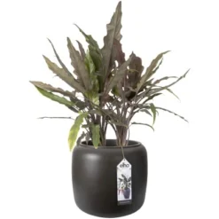 Elho Übertopf Pure Beads Small Ø 39,2 Cm Walnussbraun -Gartengeschäft 8711904350147 4667 04