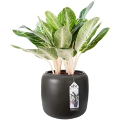 Elho Übertopf Pure Beads Small Ø 39,2 Cm Walnussbraun -Gartengeschäft 8711904350147 4667 05