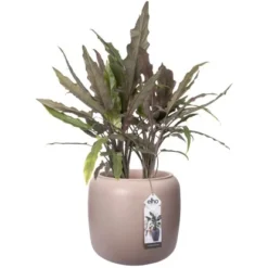 Elho Übertopf Pure Beads Small Ø 39,2 Cm Kieselrosa -Gartengeschäft 8711904350161 4667 05