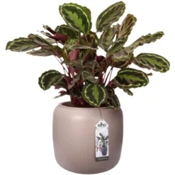 Elho Übertopf Pure Beads Small Ø 39,2 Cm Kieselrosa -Gartengeschäft 8711904350161 4667 07