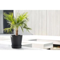 Ecopots Untersetzer Amsterdam Rollen Dunkelgrau 34,1 Cm X 9 Cm 5 Ecopots Untersetzer Amsterdam Rollen Dunkelgrau 34,1 Cm X 9 Cm -Gartengeschäft SaucerWheels40DarkGrey 90